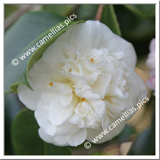 Camellia Japonica 'Duchesse Decazes White'