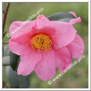 Camellia Hybride 'Dédé de la Roche'