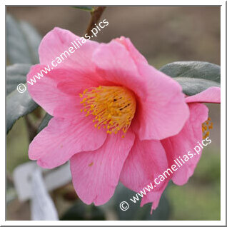 Camellia Hybride 'Dédé de la Roche'