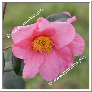 Camellia Hybride 'Dédé de la Roche'