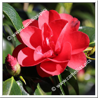Camellia Japonica 'Deep Secret'