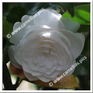 Camellia Japonica 'De La Reine'