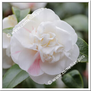 Camellia Japonica 'Delicatissima'