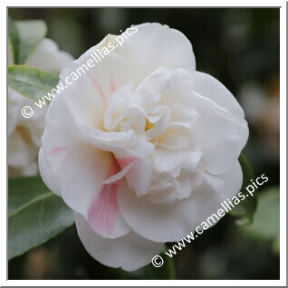 Camellia Japonica 'Delicatissima'