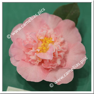 Camellia Hybrid C.x williamsii 'Delores Edwards'