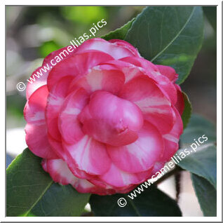 Camellia Japonica 'Demetrio Bouturlin '