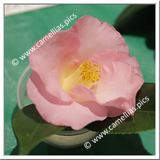 Camellia Hybrid C.x williamsii 'Demure'