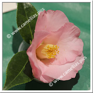 Camellia Hybride C.x williamsii 'Demure'