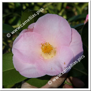 Camellia Hybride C.x williamsii 'Demure'