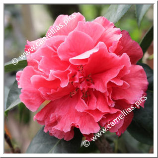 Camellia Hybrid C.reticulata  'Den Burton'