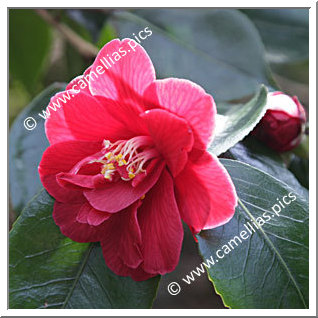 Camellia Japonica 'Derbyana'