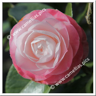 Camellia Japonica 'Desire'