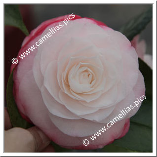 Camellia Japonica 'Desire'