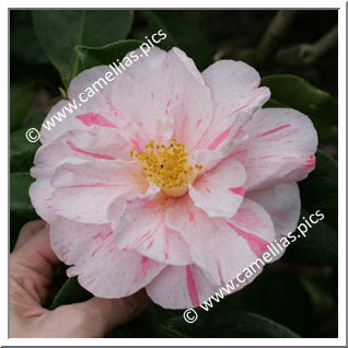 Camellia Japonica 'Destiny'