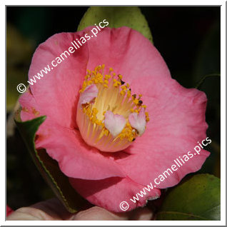 Camellia Japonica 'Dewatairin'