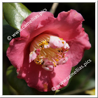 Camellia Japonica 'Dewatairin'