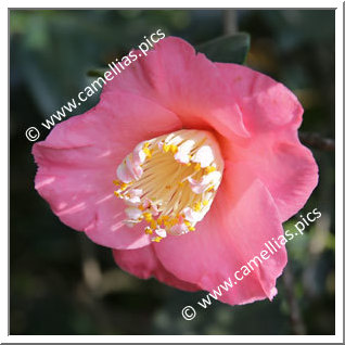 Camellia Japonica 'Dewatairin'