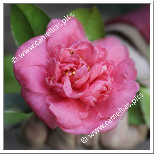 Camellia Japonica 'Diamantina'