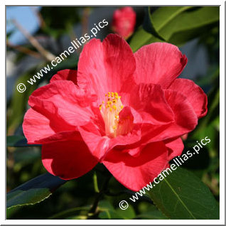 Camellia Hybrid 'Diamond Head'