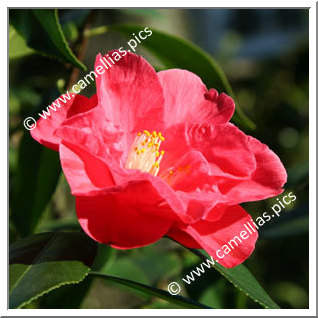 Camellia Hybrid 'Diamond Head'