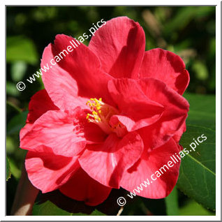 Camellia Hybrid 'Diamond Head'
