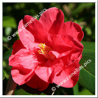 Camellia Hybride 'Diamond Head'