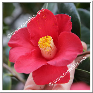 Camellia Japonica 'Diana Körner'