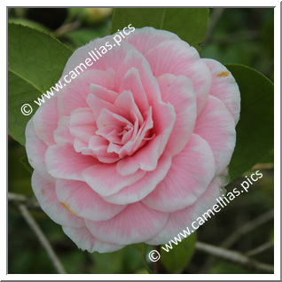 Camellia Japonica 'Diddy's Pink Organdie'