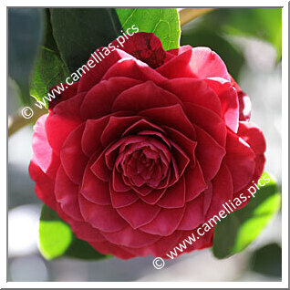 Camellia Japonica 'Dilecta'