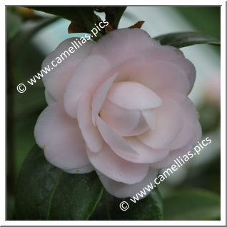 Camellia Japonica 'Dionisia Poniatowski Rosea'