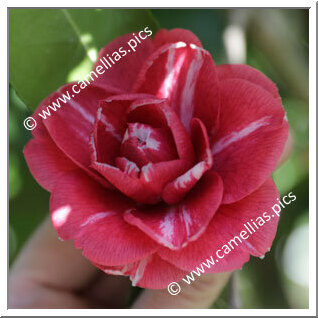 Camellia Japonica 'Disinganno'