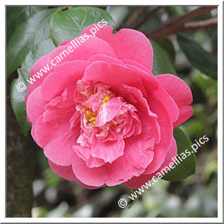 Camellia Japonica 'Disneyland'