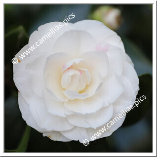 Camellia Japonica 'Dittatore Garibaldi'