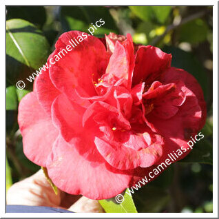 Camellia Japonica 'Dixie Knight'