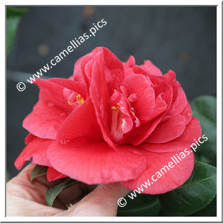 Camellia Japonica 'Dixie Knight'