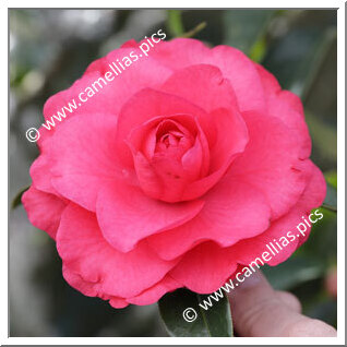 Camellia Hybrid C.reticulata 'Dobro'