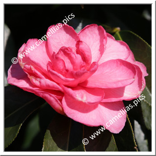 Camellia Hybrid C.reticulata  'Dobro'