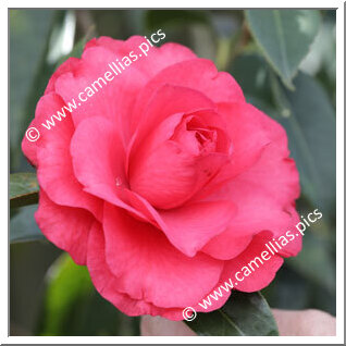 Camellia Hybrid C.reticulata 'Dobro'