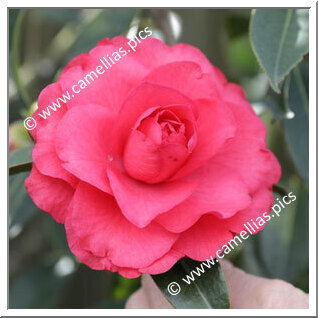 Camellia Hybrid C.reticulata 'Dobro'