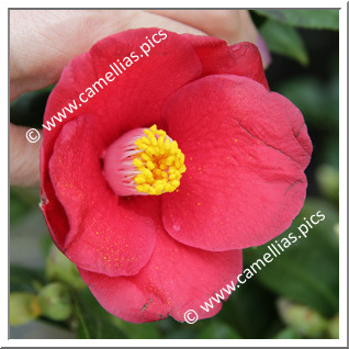 Camellia Japonica 'Doctor Jean-Paul Anthoine'