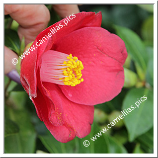 Camellia Japonica 'Doctor Jean-Paul Anthoine'