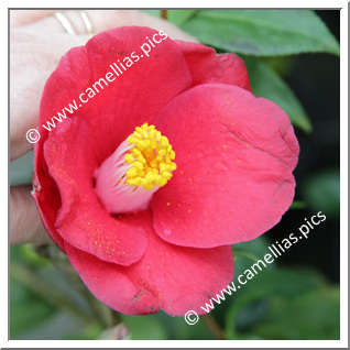 Camellia Japonica 'Doctor Jean-Paul Anthoine'