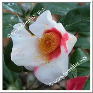 Camellia Japonica 'Doctor Max'