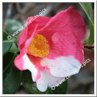 Camellia Japonica 'Doctor Max'