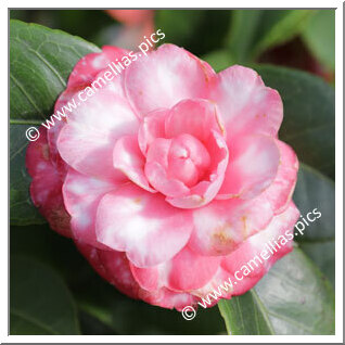 Camellia Japonica 'Dodici Aprile'