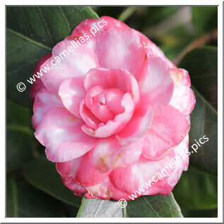 Camellia Japonica 'Dodici Aprile'