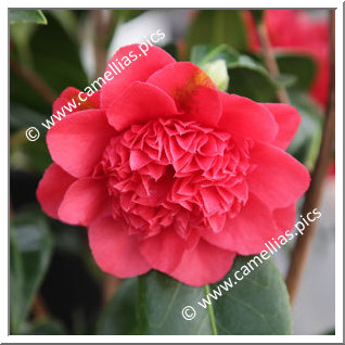 Camellia Japonica 'Dolly Dyer'