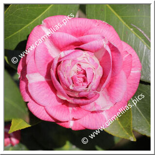 Camellia Japonica 'Dom Nuno Alvares Pereira'