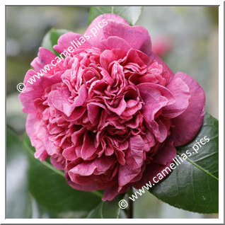 Camellia Japonica 'Dona Herzília de Freitas Magalhães'