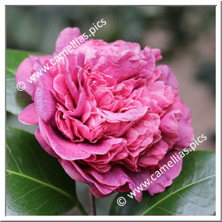 Camellia Japonica 'Dona Herzília de Freitas Magalhães'